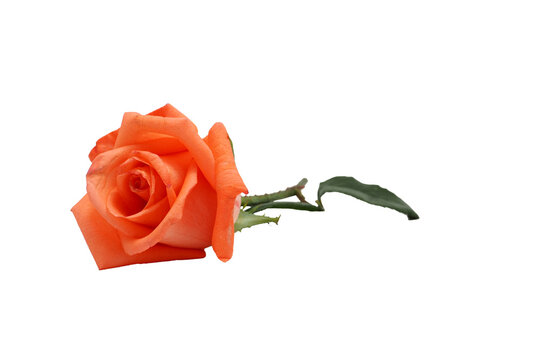 red rose isolated on white