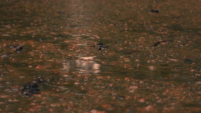 Raindrops falling into puddles on a footpath