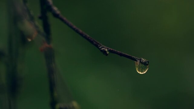 Closeup macro shot of a water droplet on a woodland twig