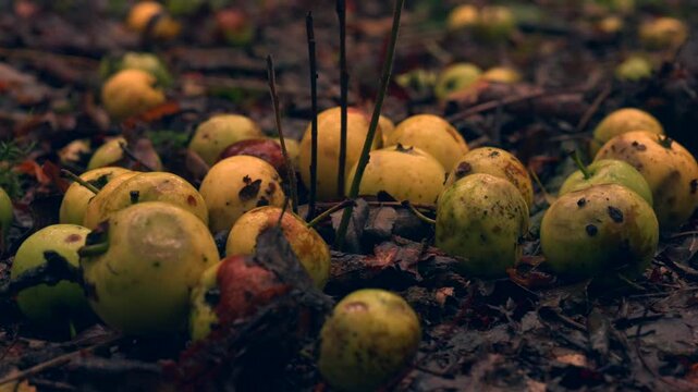 Closeup shot of crab apples on the ground in an autumn woodland