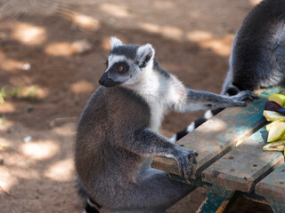 Cute lemur at an animal protection and rehabilitation center © enginakyurt