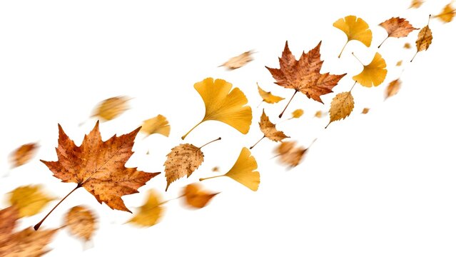 Autumn leaves of maple and ginkgo lifted by wind in diagonal stream on white background