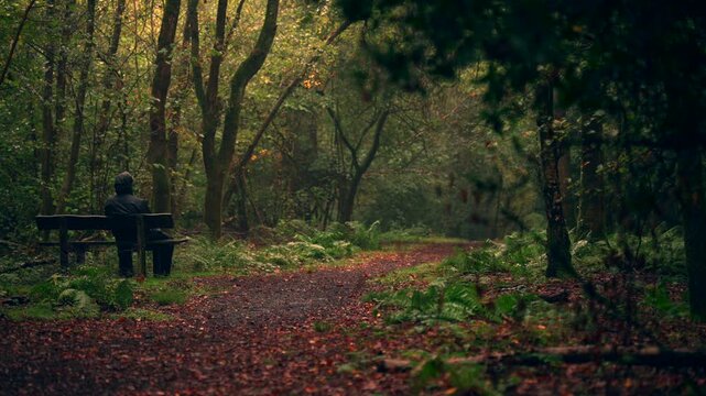 A man sitting on a bench in a wet autumn woodland during rain