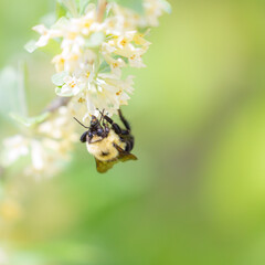 bumblebee upside down nectarine on white flower in summer with green background © Sandy Ashley