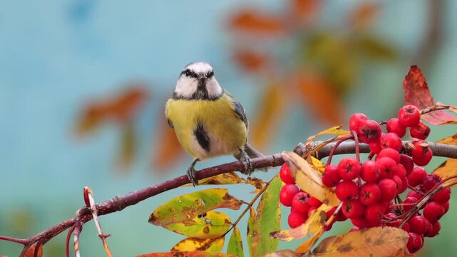 Blue Tit (Cyanistes caeruleus), Titmouse, while looking around from a Mountain ash or rowan branch full of red berries, and then take flight