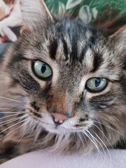 Close-up portrait of a tabby cat with green eyes © Jodi