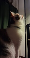 Domestic cat looking up into light © Jodi