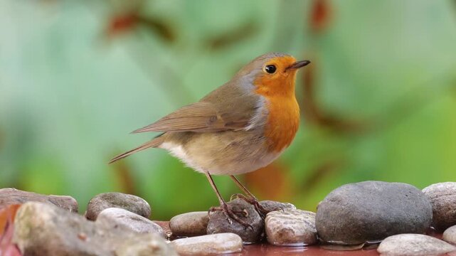 Robin or redbreast (Erithacus rubecula), he quenches his thirst by drinking the water between the stones