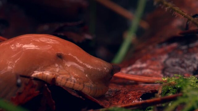 A slug retracting its tentacles after a raindrop