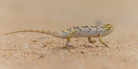 flap-necked chameleon (Chamaeleo dilepis) walking in the Greater Kruger Region in South Africa © henk bogaard
