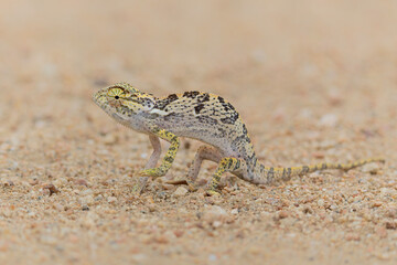 flap-necked chameleon (Chamaeleo dilepis) walking in the Greater Kruger Region in South Africa © henk bogaard