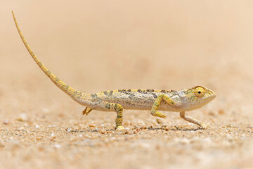 flap-necked chameleon (Chamaeleo dilepis) walking in the Greater Kruger Region in South Africa © henk bogaard