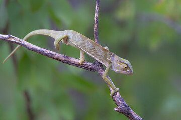 flap-necked chameleon (Chamaeleo dilepis) walking in the Greater Kruger Region in South Africa © henk bogaard