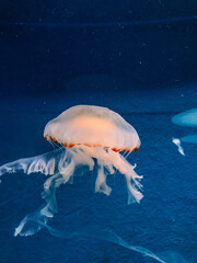 Glowing jellyfish swimming in deep blue ocean water © Kayla