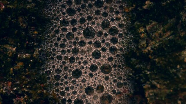 Macro shot of tree foam running down woodland tree in heavy rain