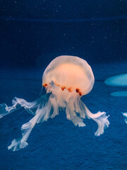 Luminous jellyfish swimming in deep blue ocean water © Kayla
