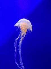 White jellyfish floating gracefully in deep blue ocean water © Kayla