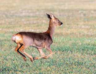 Roe deer running. Female or doe, setting off across an arable field in Wiltshire. Good condition with fluid jumping style. A healthy wild animal. © Robert Parker