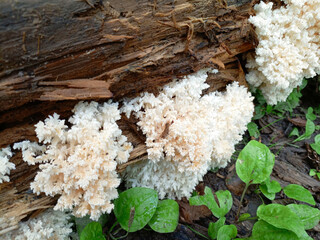Mushroom coral tooth fungus growing on a tree stump, closeup of photo © Evgeny