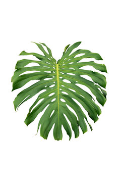 Monstera green leaf plant isolated 