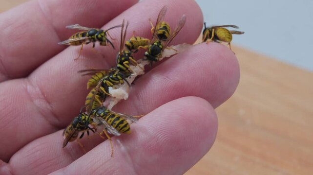 Yellow and black wasps gather on a hand around a piece of food during a close-up daytime view