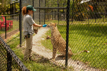 Cheetah Resting Behind Chain Link Fence in Captivity © Nikole Forster