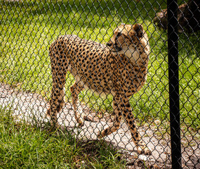 Cheetah Resting Behind Chain Link Fence in Captivity © Nikole Forster