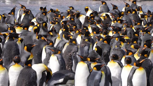 King penguins stand close together in a crowded South Georgia colony, bending their necks to preen and turning their heads as rows of upright birds extend across the frame toward the water.
