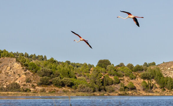Flamingoes landing on the abandoned salines of Peyriac de Mer, Aude, France, now a touristic hot spot for watersports and nature.  