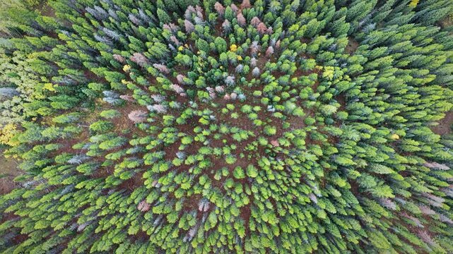 Aerial view of dense pine forest with yellow autumn trees
