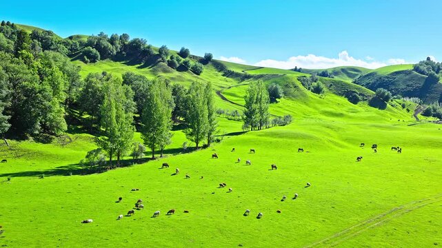 Aerial drone view of livestock grazing on rolling green hills in the Nalati Grassland, Xinjiang, China
