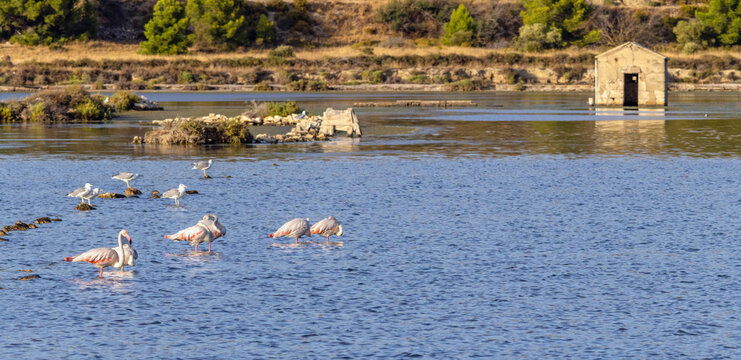 Flamingoes standing in the abandoned salines of Peyriac de Mer, Aude, France, now a touristic hot spot for watersports and nature on the Mediterranean coast