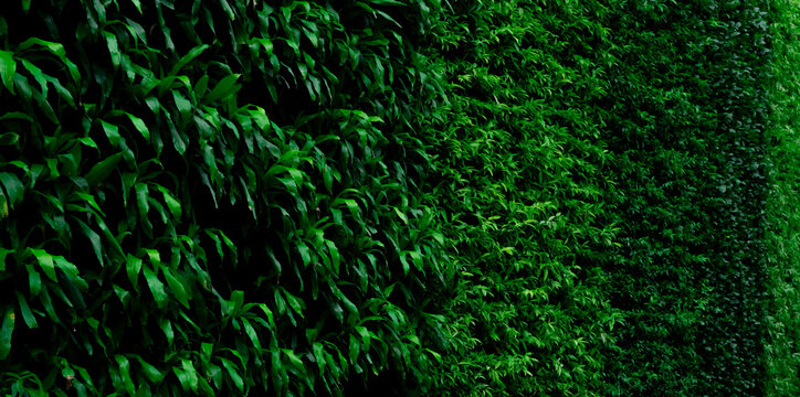Green living wall covered with tropical foliage in a shaded garden. Natural vertical background for biophilic design, sustainability, wellness and eco friendly architecture. Sustainable landscaping.