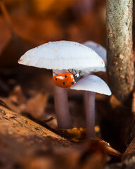 Ladybug on pale mushrooms on an autumn forest floor © Levente