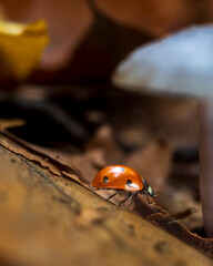 Red ladybug beetle on dry leaves on the forest floor © Levente