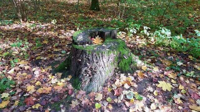 Mossy tree stump with a red apple stands in a forest glade among fallen leaves.