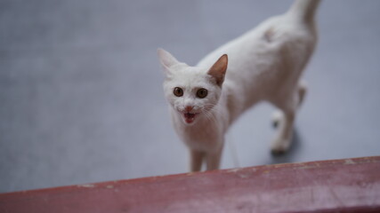 a white feline meowing at the camera © TK