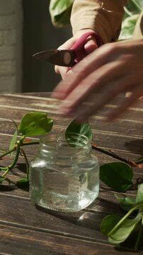 Vertical video. Hands cut epipremnum or pothos plant into cuttings for rooting in water. Home gardening.