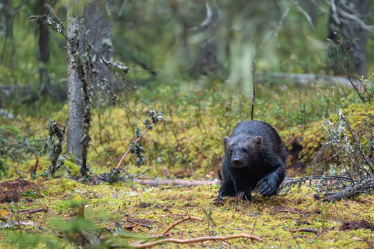 Wolverine foraging for food in the forest, Finland