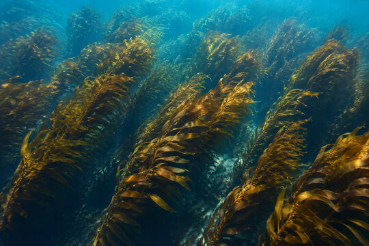 Aerial view of a dense underwater kelp forest with sunlight filtering through.