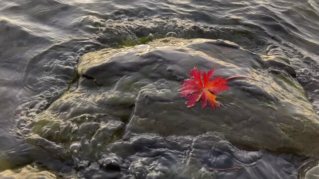 Low angle closeup shot of waves brings red autumn leaf on sea shore