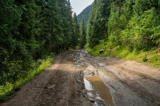 Muddy rutted dirt road with large puddles winding through a dense spruce forest in Karakol Gorge, Kyrgyzstan, on a July day.