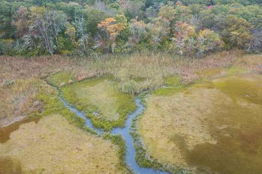 A salt marsh abuts a scenic forest on the coast of Cape Cod, Massachusetts. This beautiful destination is on the outer part of the sandy peninsula of Cape Cod, not far from the Atlantic Ocean.