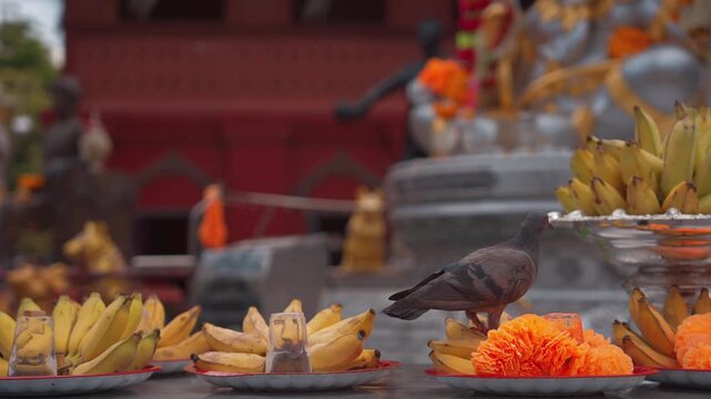 pigeons exploring banana offerings at thai temple shrine, grey birds standing near yellow fruit and marigolds on religious altar 4k