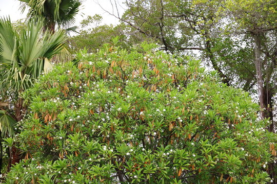 Cerbera odollam is covered in white blossoms.. Leaves are ovate-lanceolate in shape and have thick, Leaves age or reach the end of lifespan, gradually turn orange. result of natural shedding process

