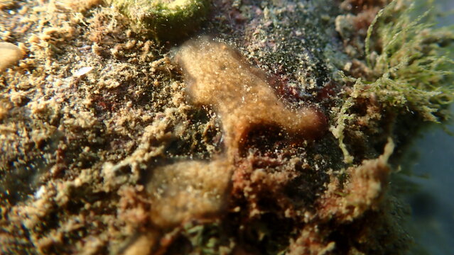 Gray encrusting compound tunicate (Diplosoma listerianum) undersea, Ligurian Sea, Italy, Imperia