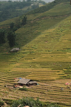 Rice field in Sa Pa, Vietnam