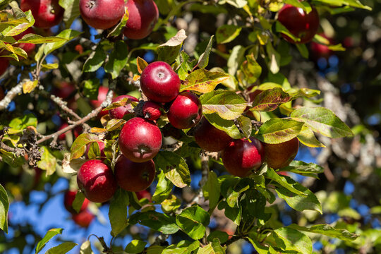 Nykoping, Sweden Bright red apples growing in a tree in autumn.