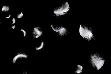 White feather isolated on a black background. © Nikolay