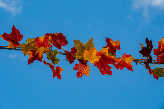Nykoping, Sweden Autumn foliage on a sunny day hanging on an overhead string of lights in a street.
